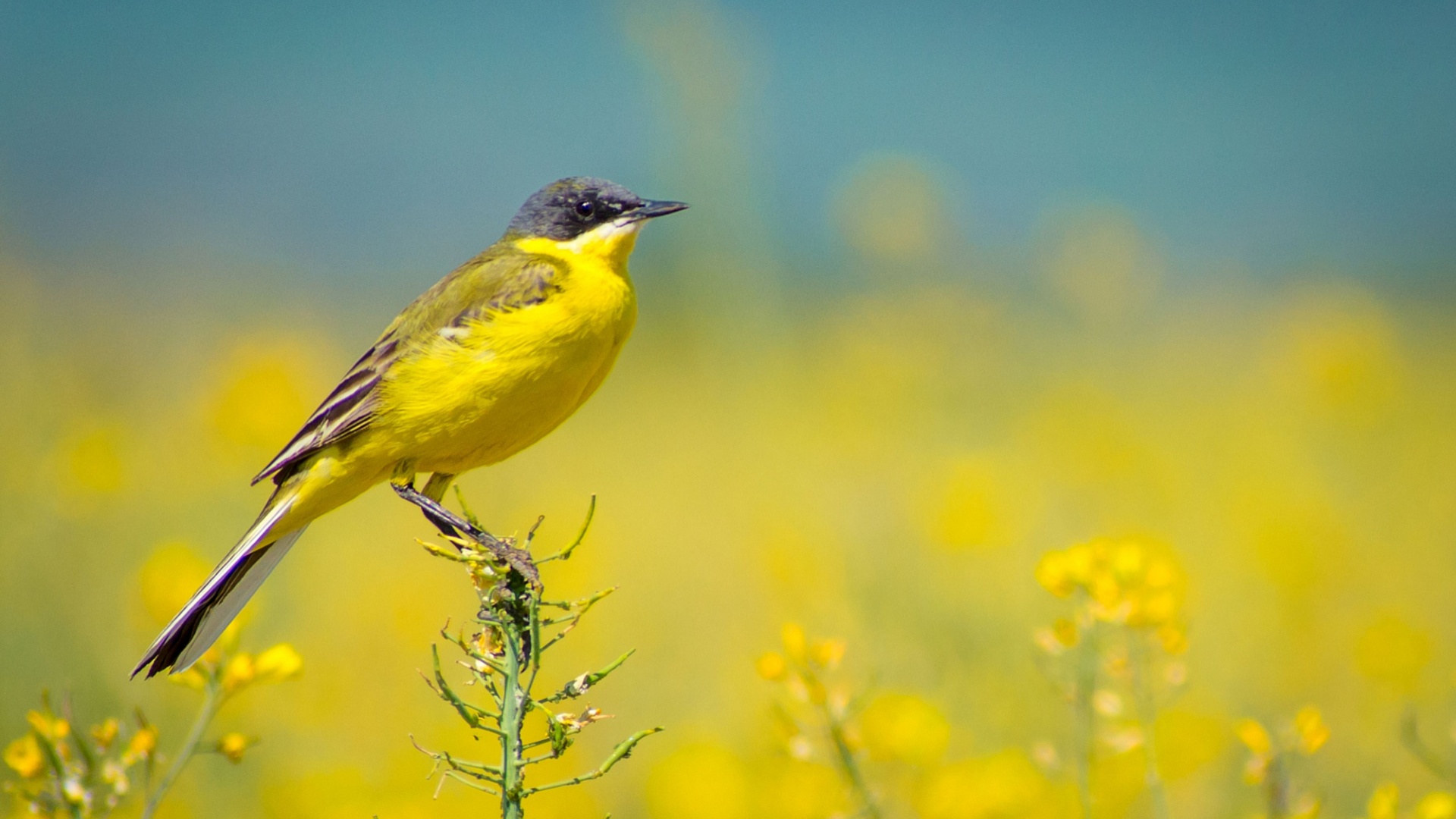 yellow bird in summer