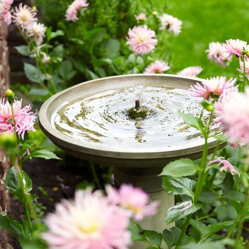 Provide Fresh Water Daily