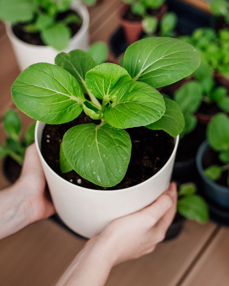 Manage Container Growing