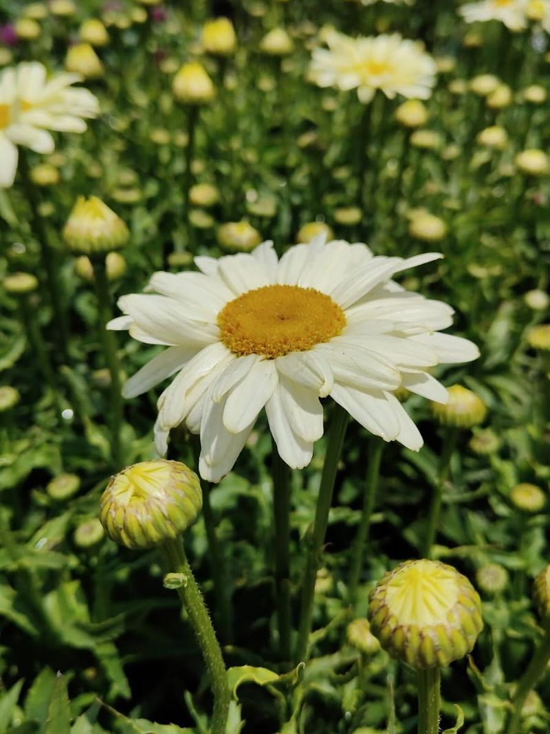 Edible Flower Garnishes