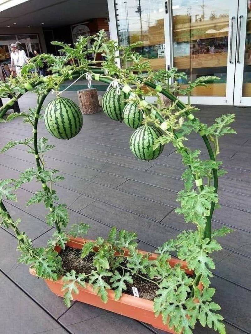 Reduced Pest Problems Naturally