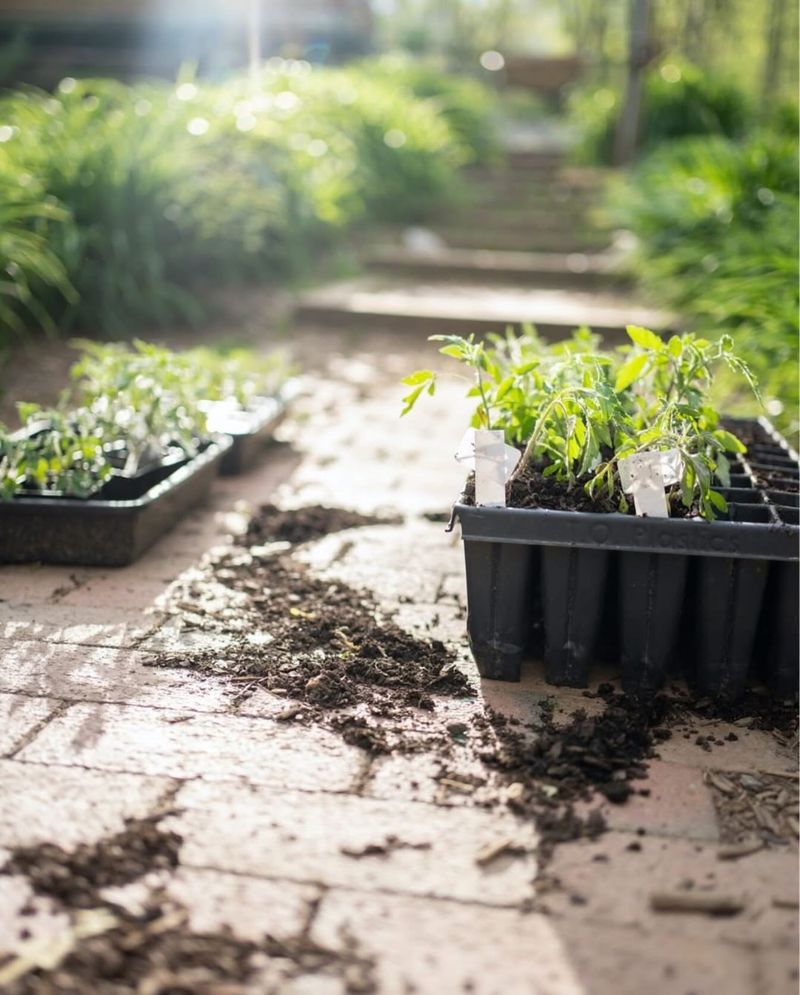 Healthier Transplant Establishment