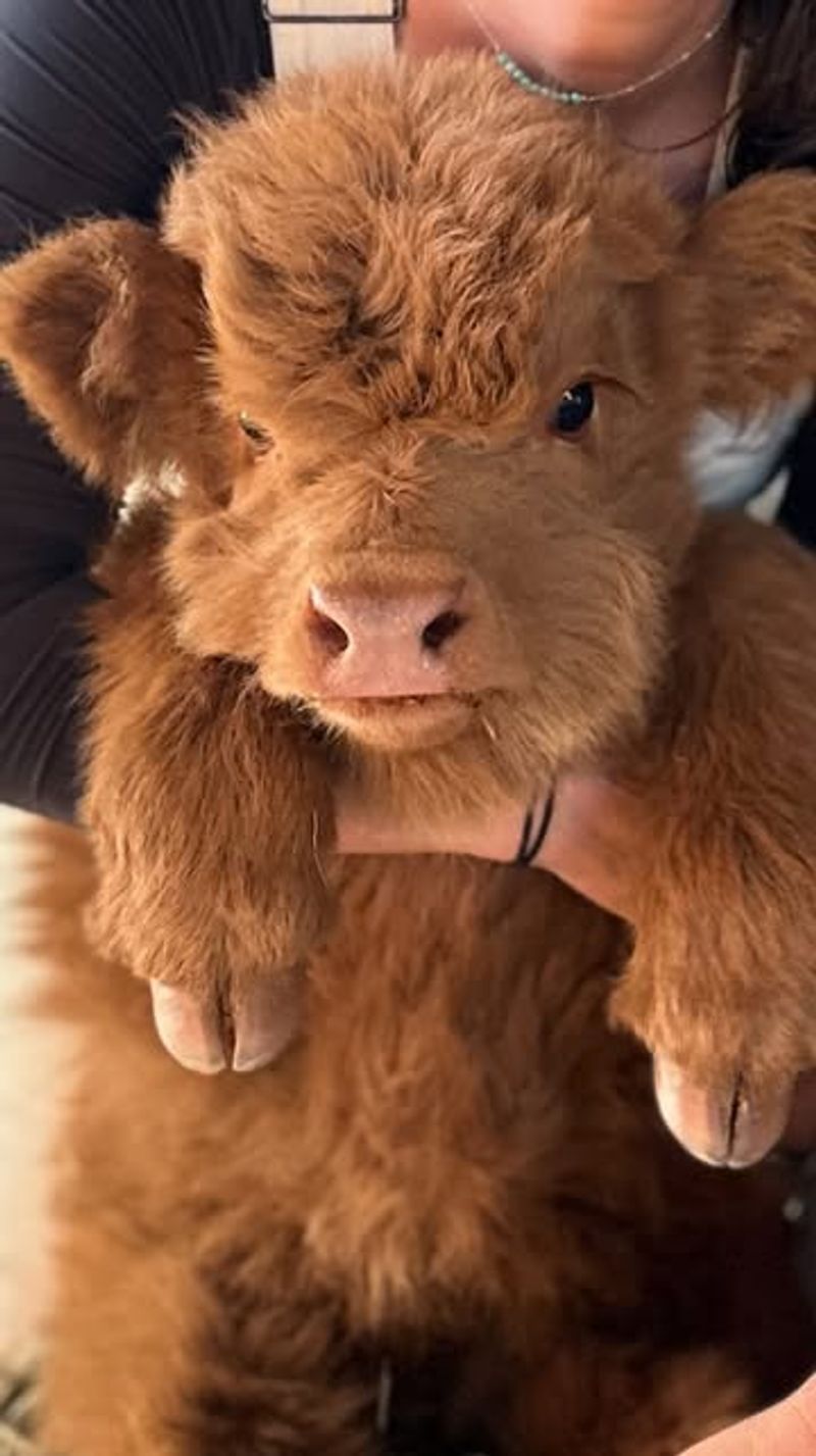 Miniature Livestock
