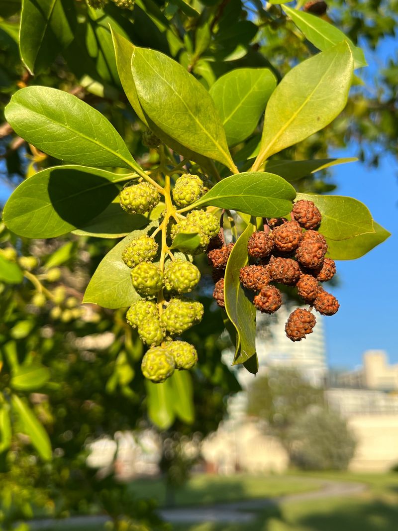 Tokelau Buttonwood (Guettarda speciosa)