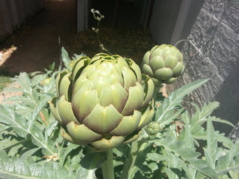 Growing In Too Much Shade