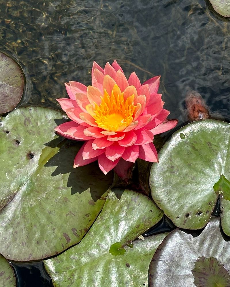 Chicago Botanic Garden, Illinois
