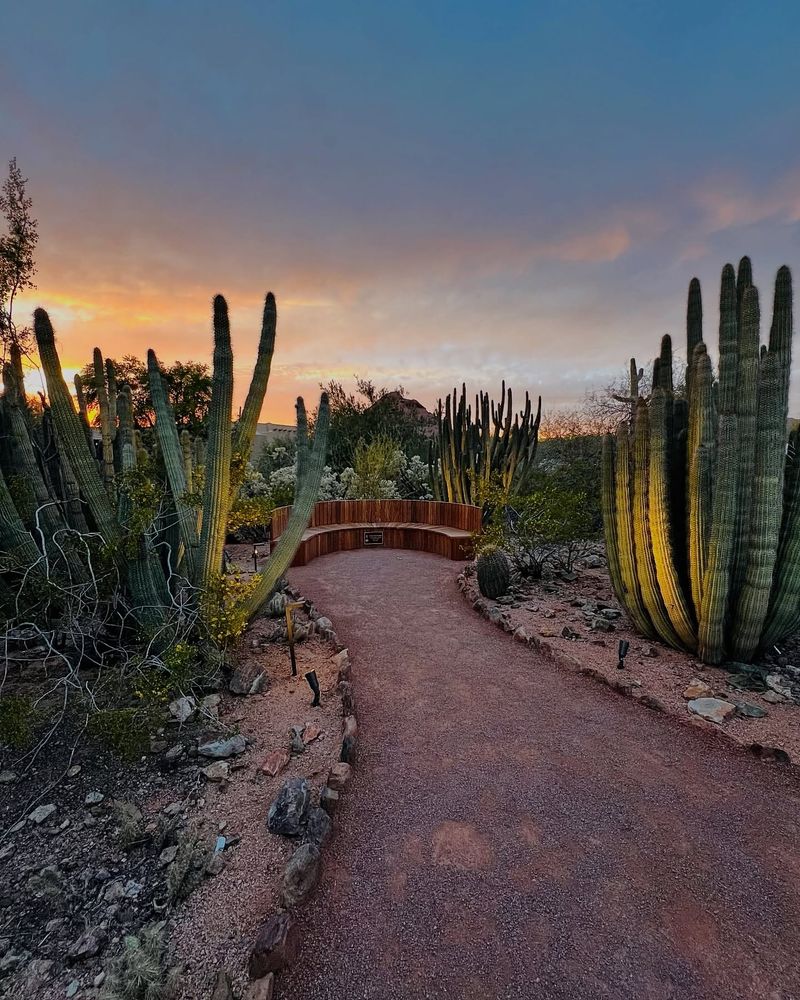 Desert Botanical Garden, USA