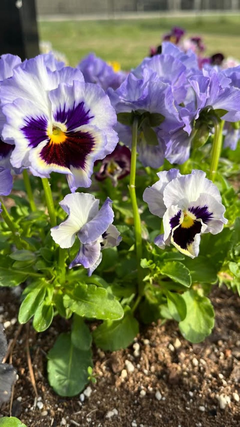 Faithful Pansies