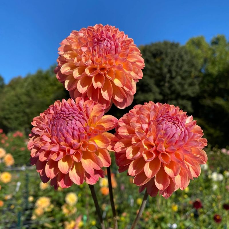 Bold Dahlias