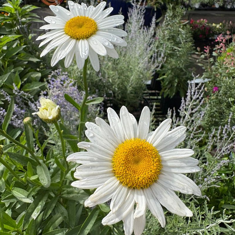 Carefree Daisies