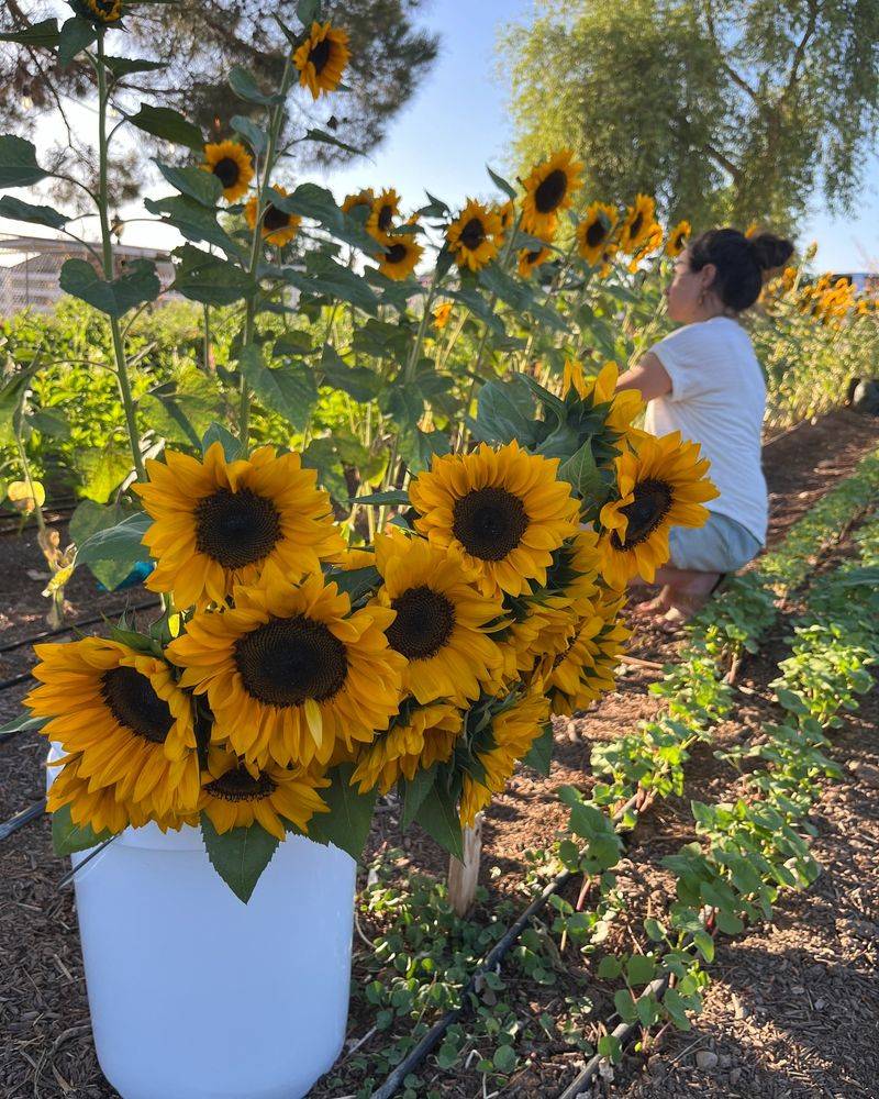 Cheerful Sunflowers