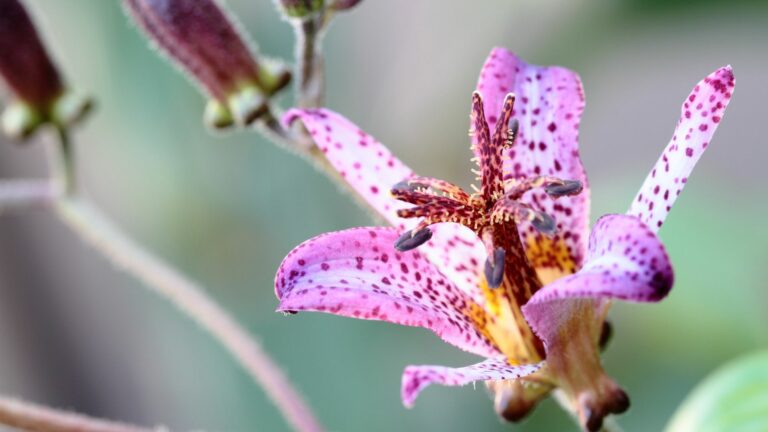 toad lily