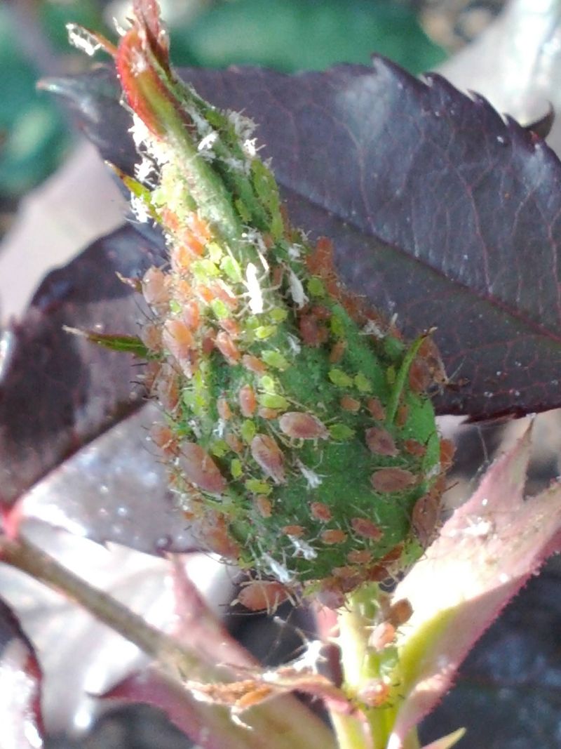 Beneficial Insect Habitat Removal