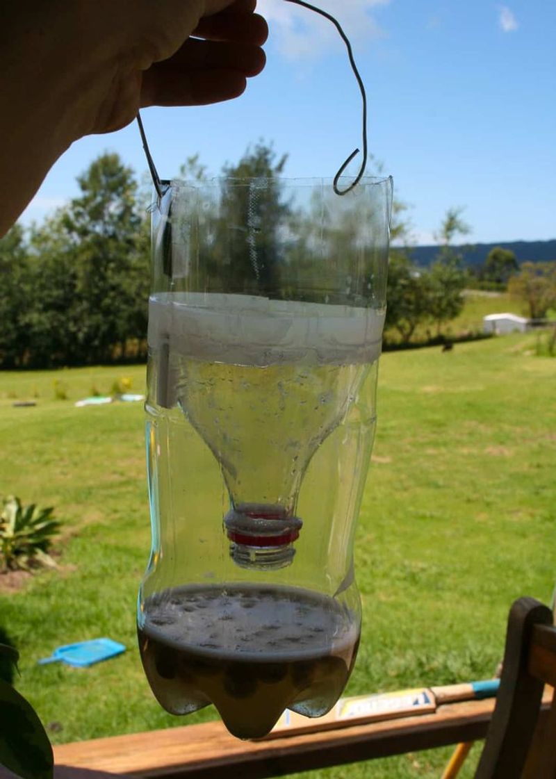 Soda Bottle Funnel Trap