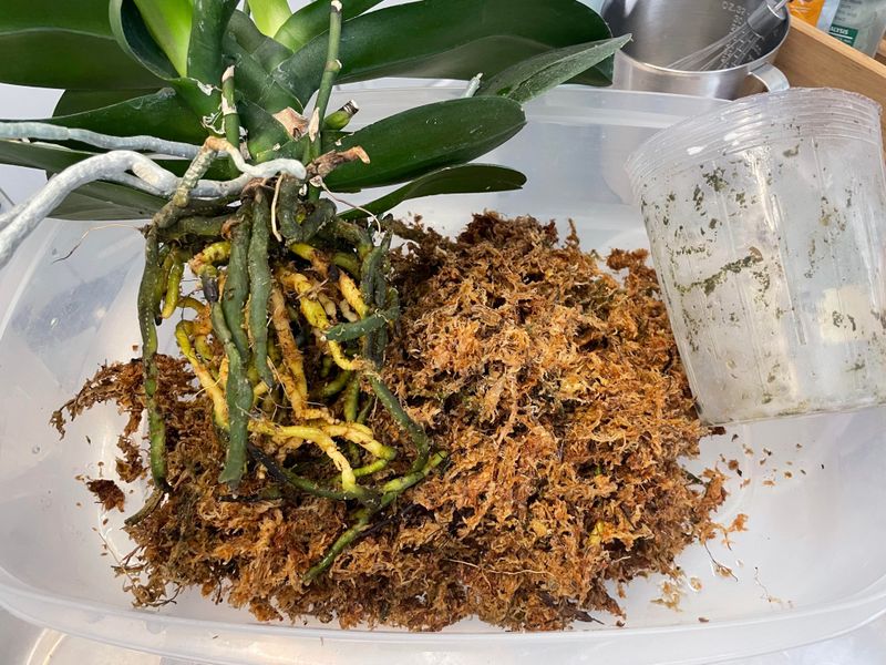 Create Moss-Wrapped Poles