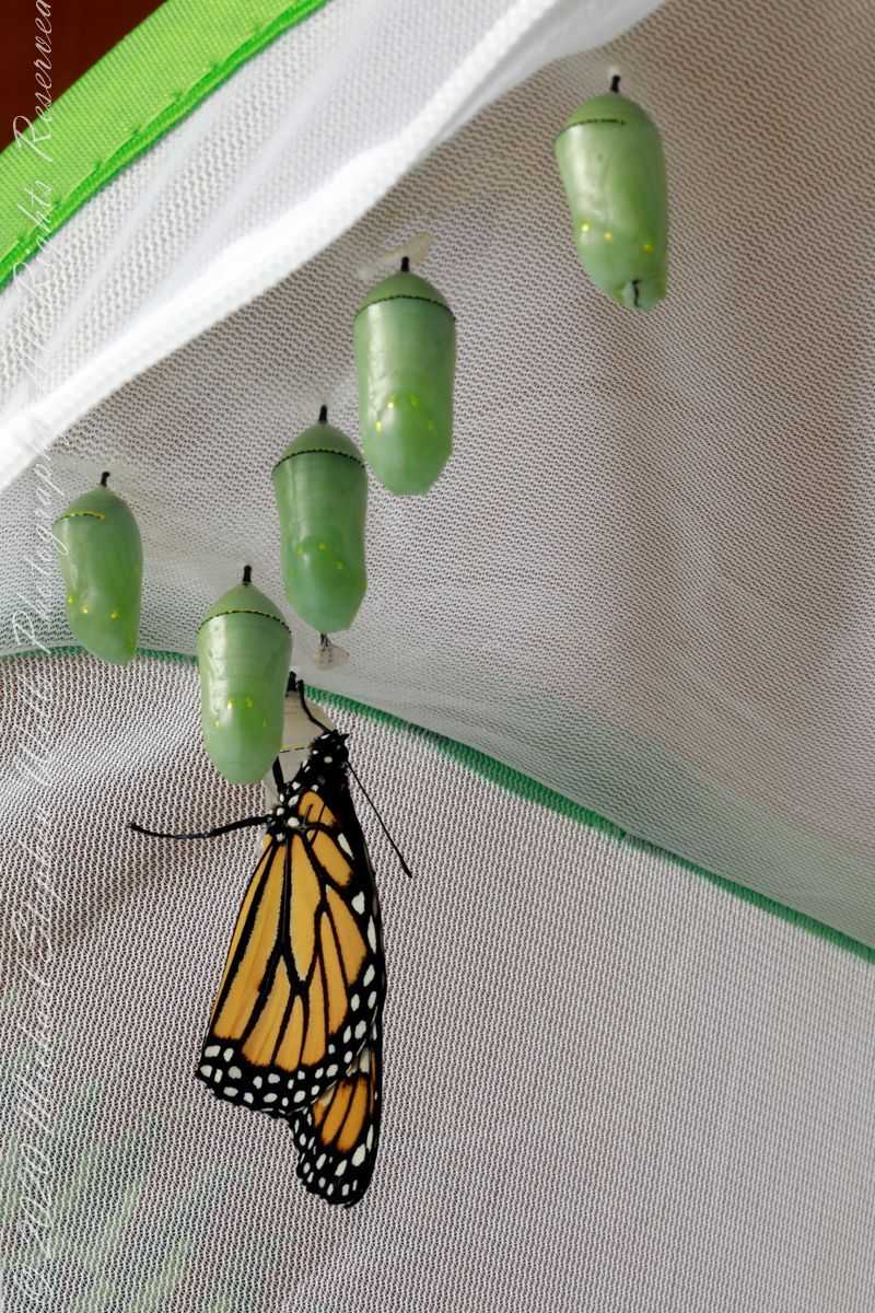 Construct Butterfly Release Pouches