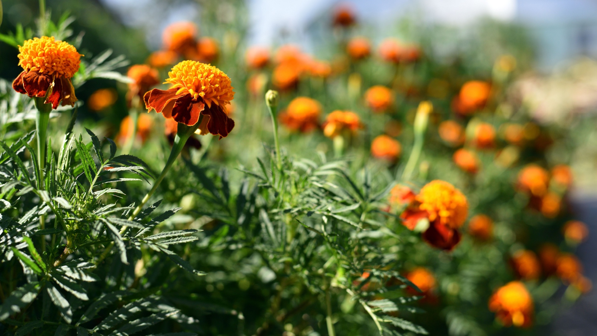 Fast-Growing Plants You Can Still Plant From Seed