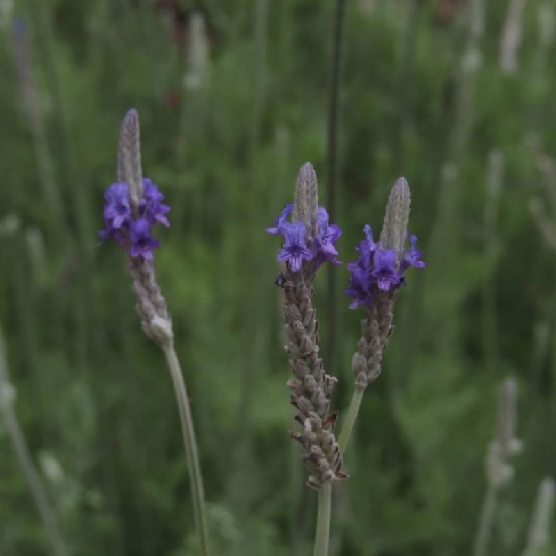 Egyptian Lavender (Lavandula multifida)