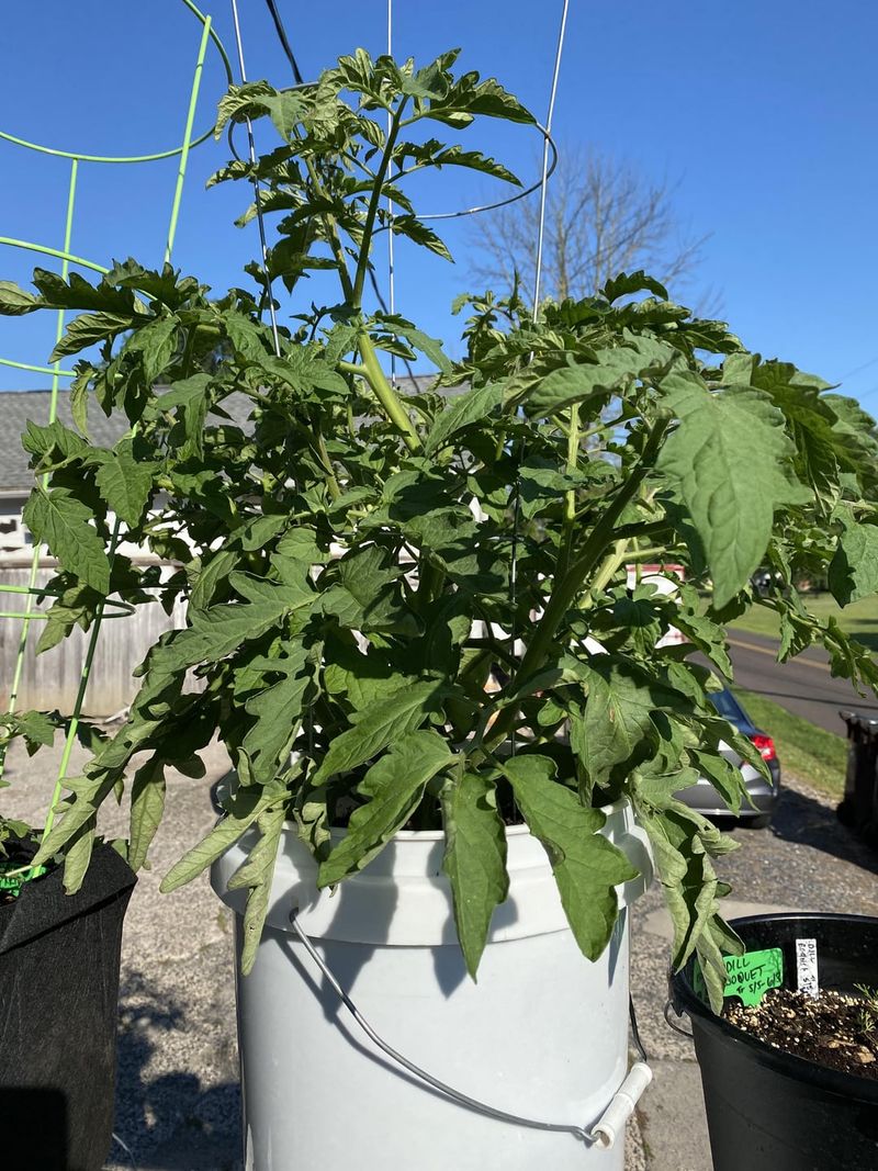 Prune For Health And Production