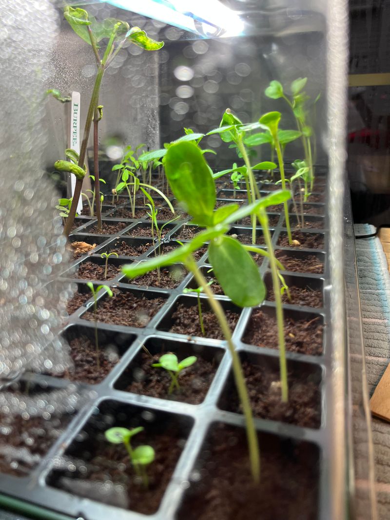 Practice Succession Planting