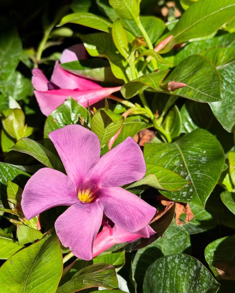 Perfect Your Pruning Technique