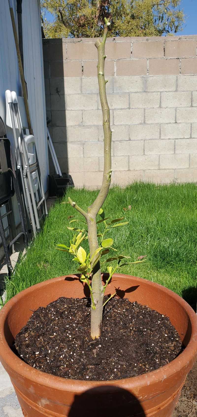 Master the Pruning Schedule