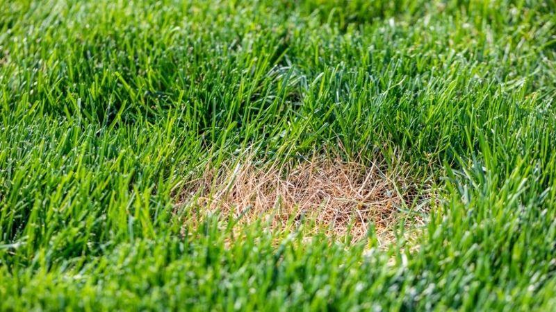 Naturally Suppresses Fungal Diseases