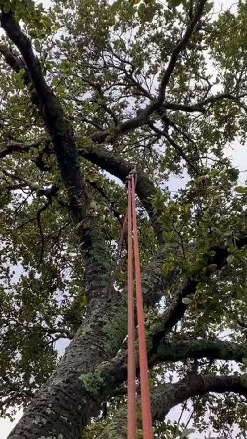 Tree Removal Regulations