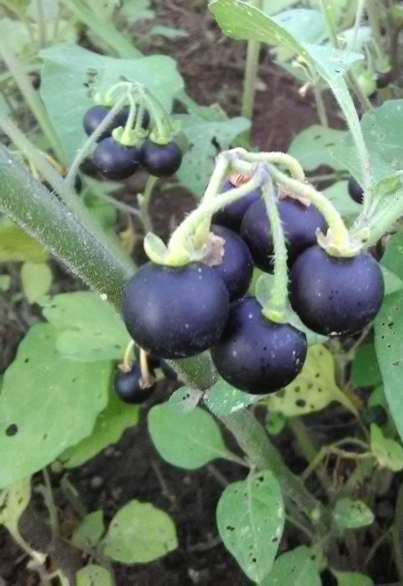 Sunberries