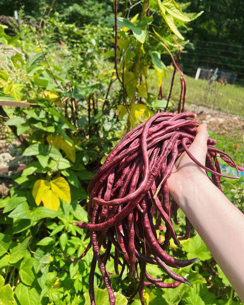 Chinese Red Noodle Beans