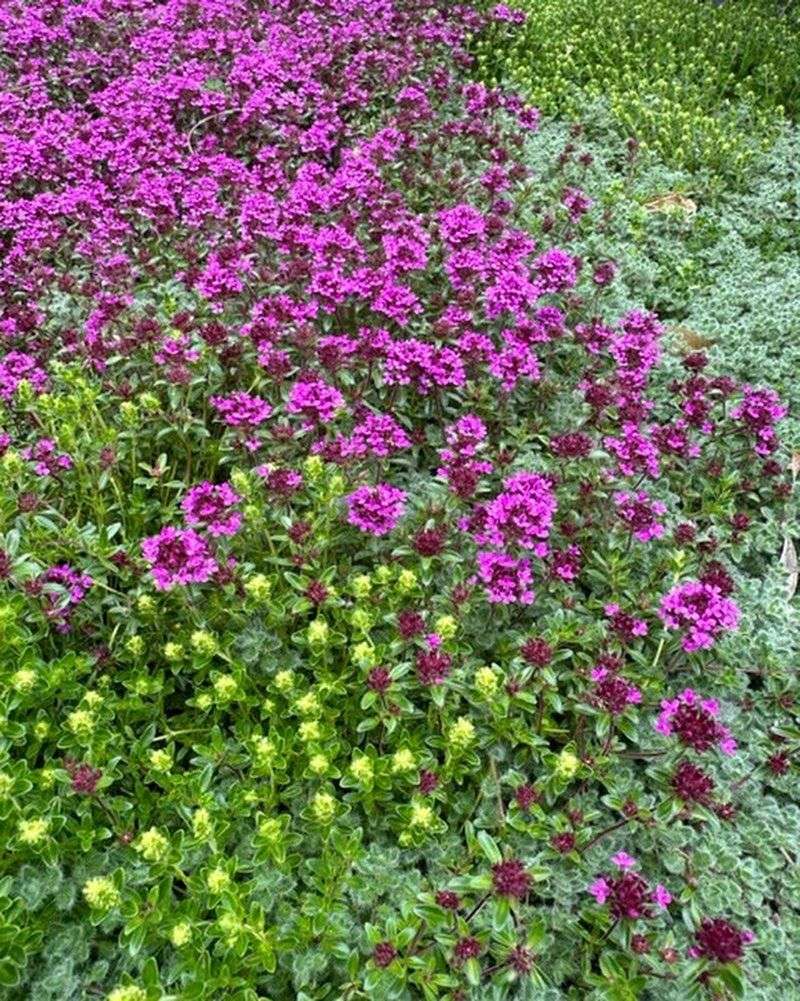 Thyme