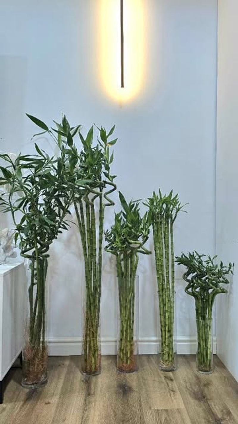Bamboo