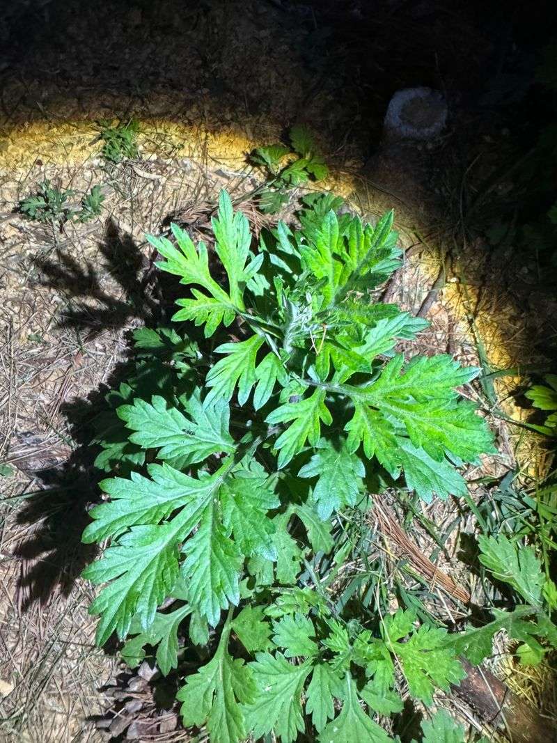 Mugwort