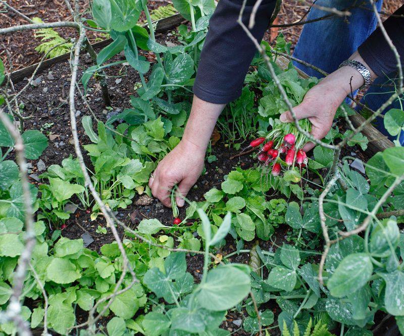 Intercrop With Other Vegetables