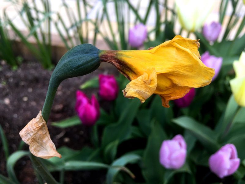 Remove Spent Flowers Promptly