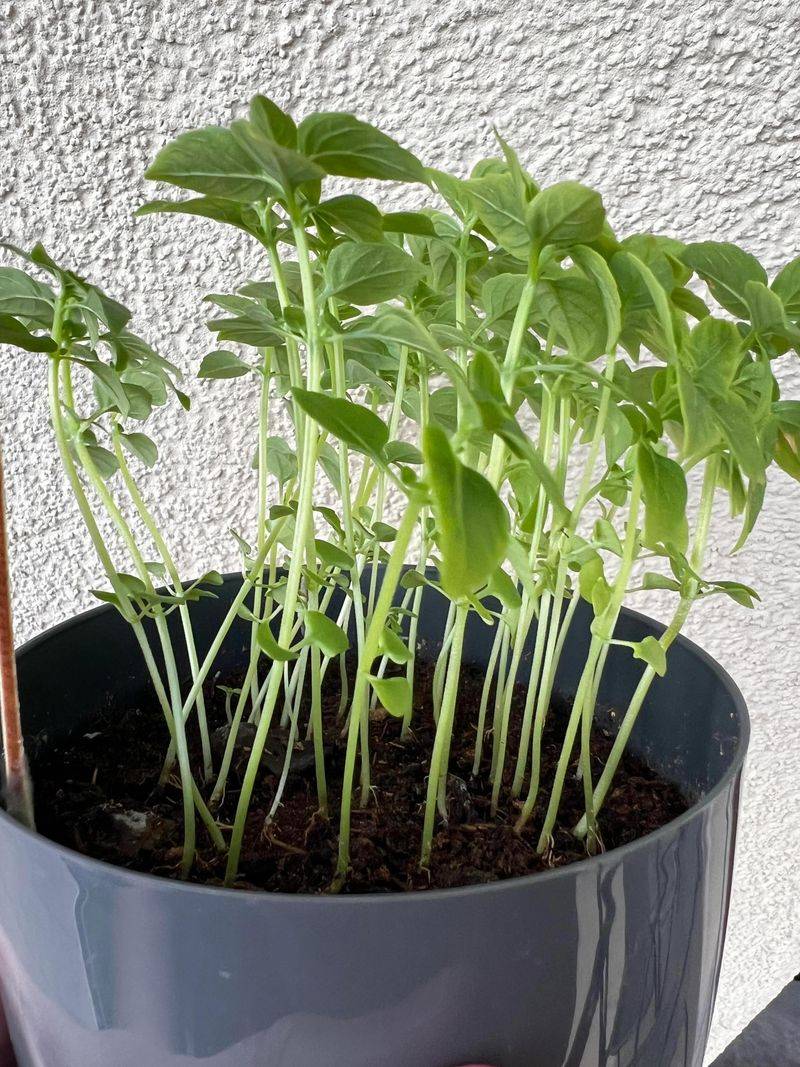 Prune Regularly For Bushier Growth