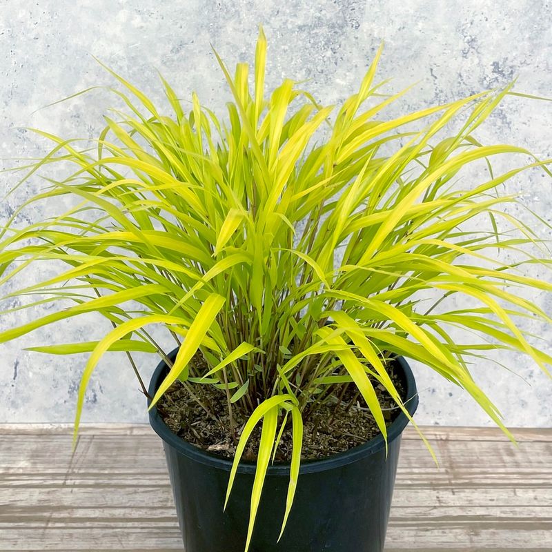 Select Stunning Varieties