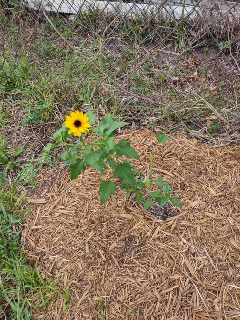 Mulch To Conserve Moisture