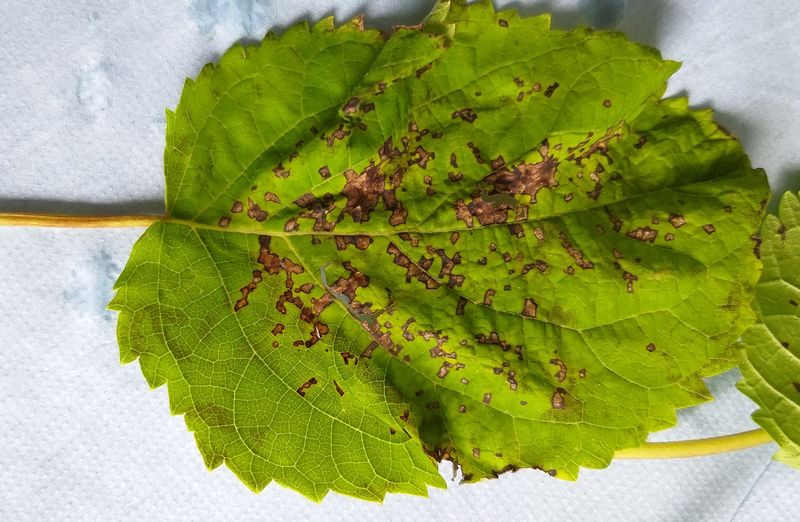 Bacterial Leaf Spot