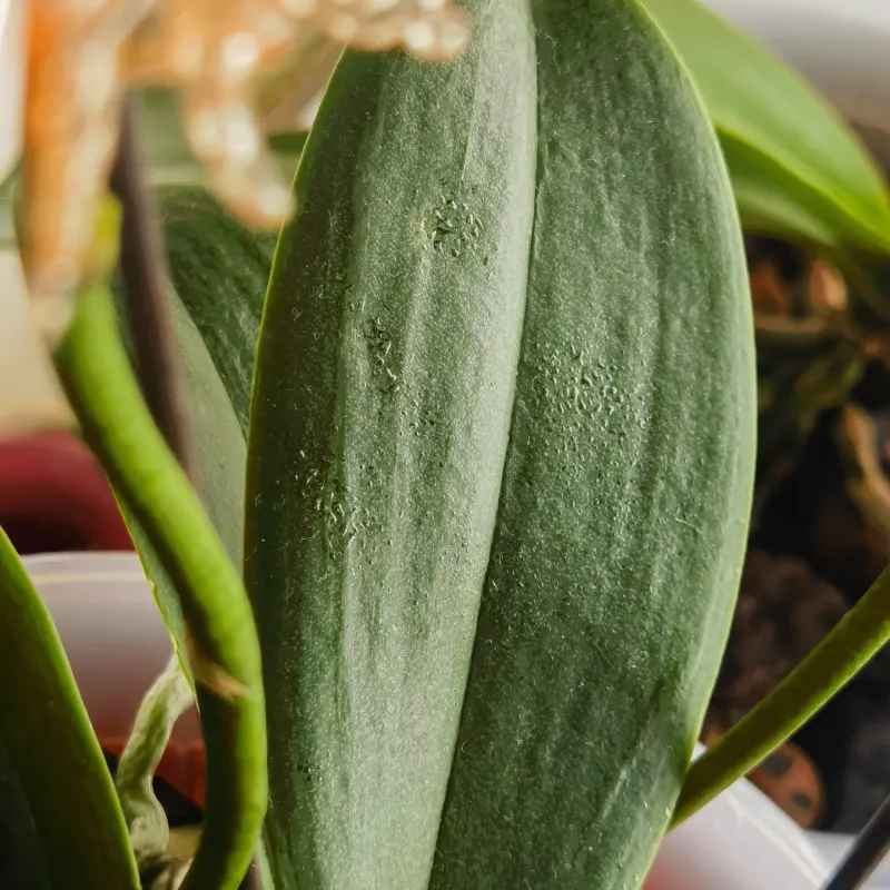 Spider Mite Damage