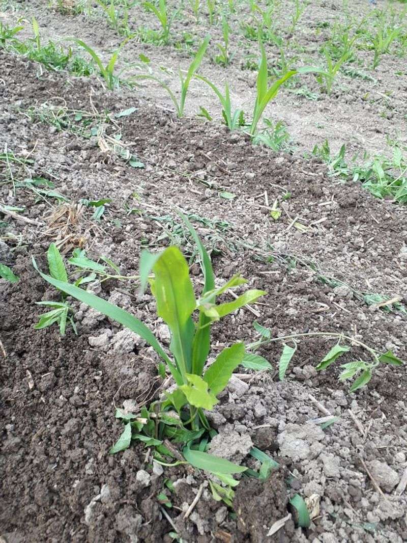 Ignoring Crop Rotation