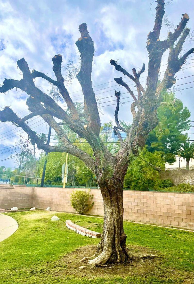 Excessive Tree Removal