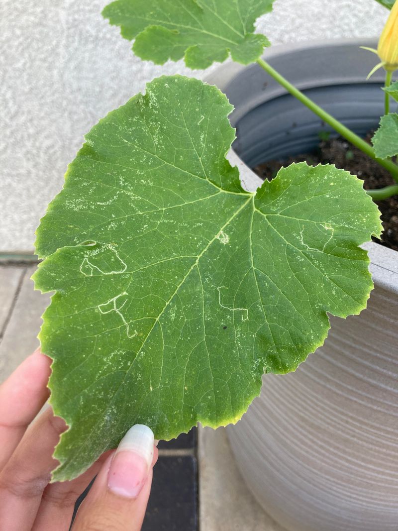 Leaf Miners Creating Trails