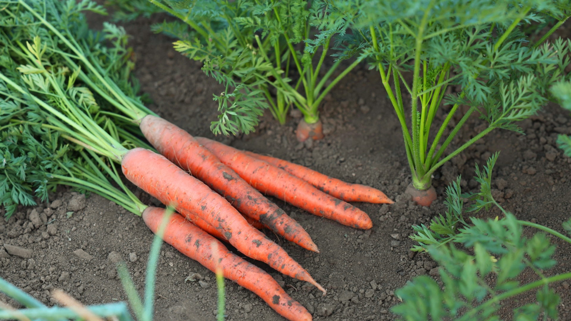 Fertilizers That Mess Up Carrots In Ohio Gardens