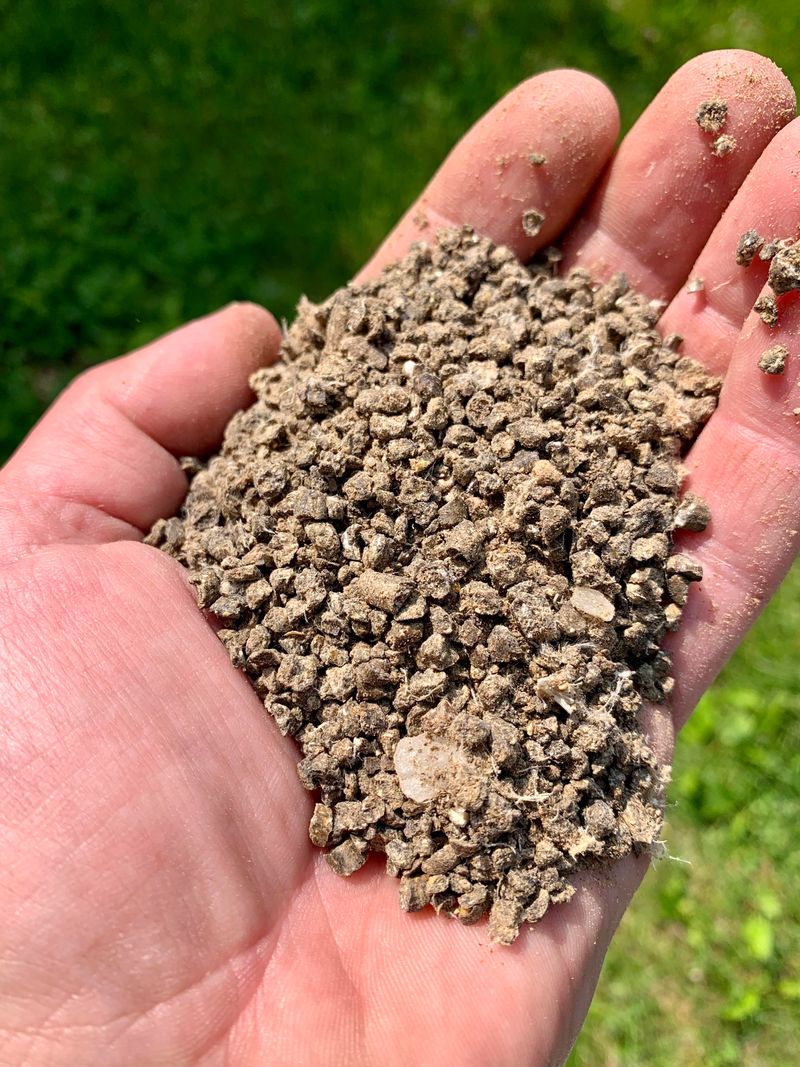 Fresh Chicken Manure