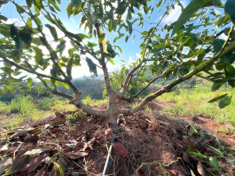Pruning Sun-Exposed Branches