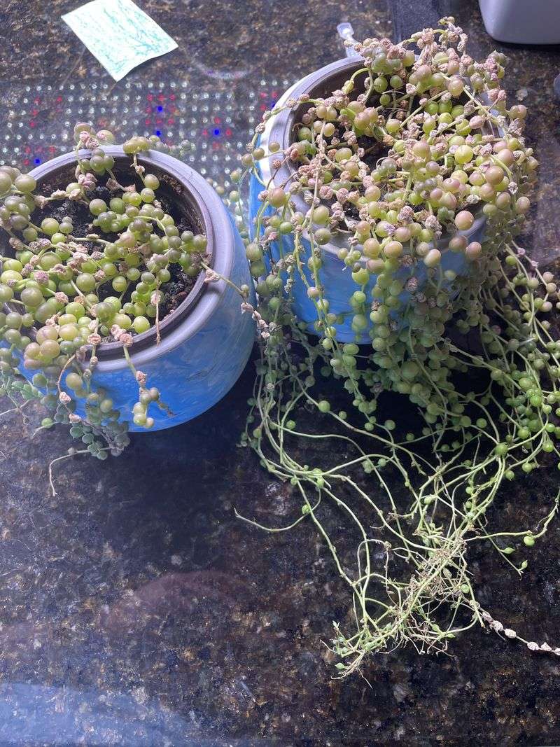Pruning Methods