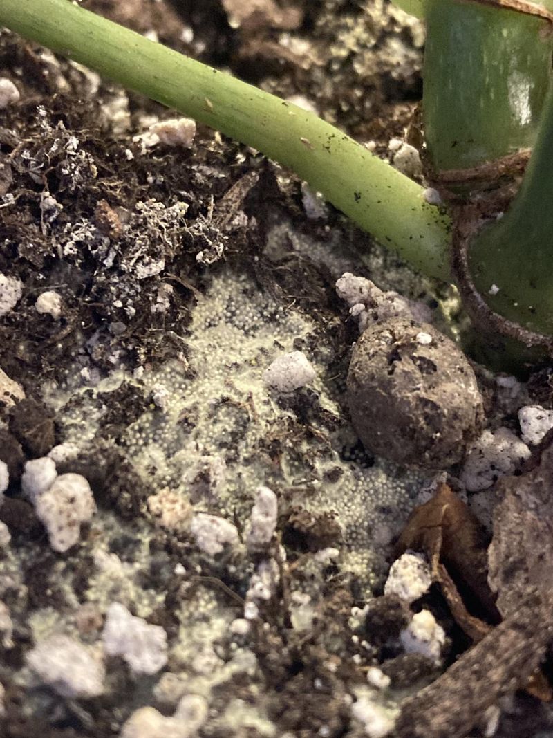 White Fungus Or Mold On Soil Surface
