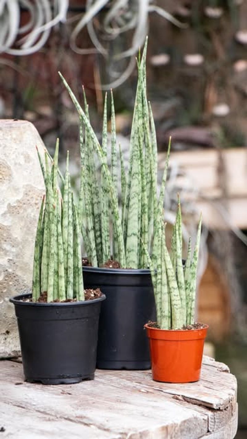 Snake Plant Suffocation