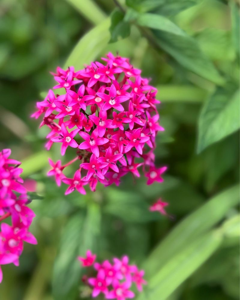 Resilient Pentas